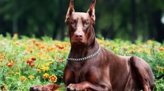 Doberman: psi devil (10 fotografija)
